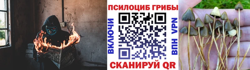 Псилоцибиновые грибы Cubensis  Кинель 